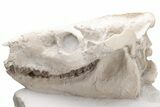 Fossil Oreodont (Merycoidodon) Skull with Associated Bones #232219-3